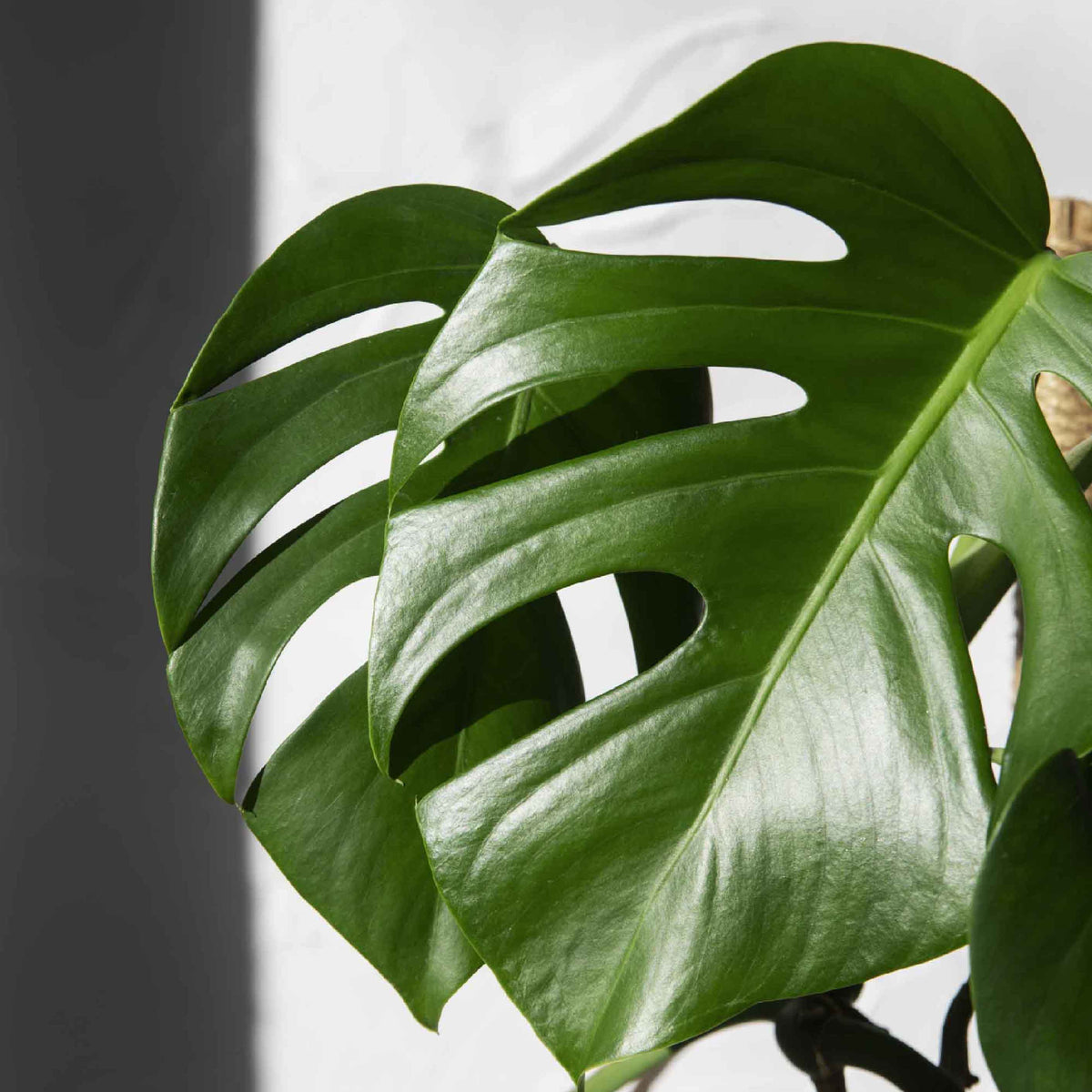 Monstera : conseils d'entretien