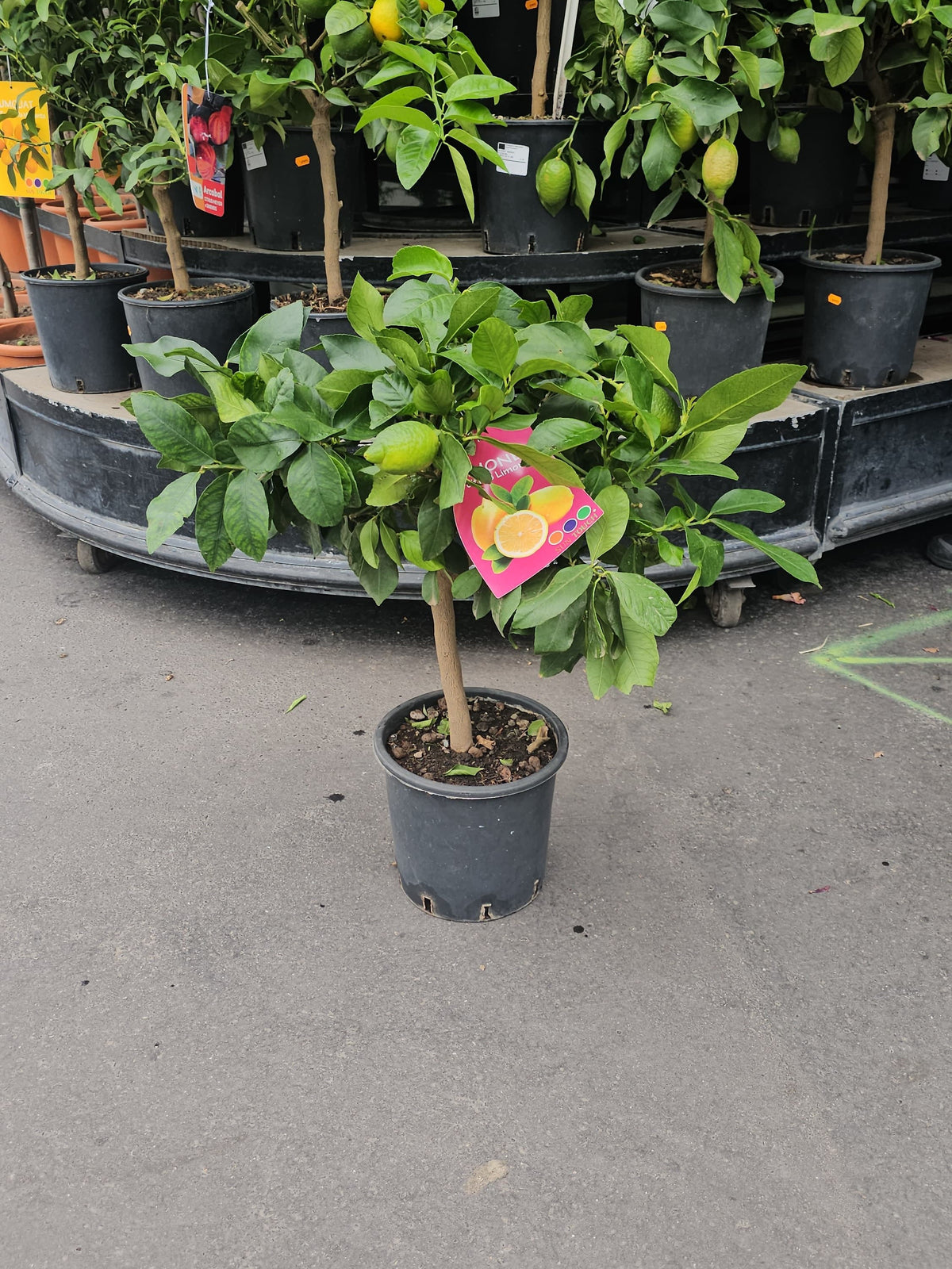 Citronnier en pot