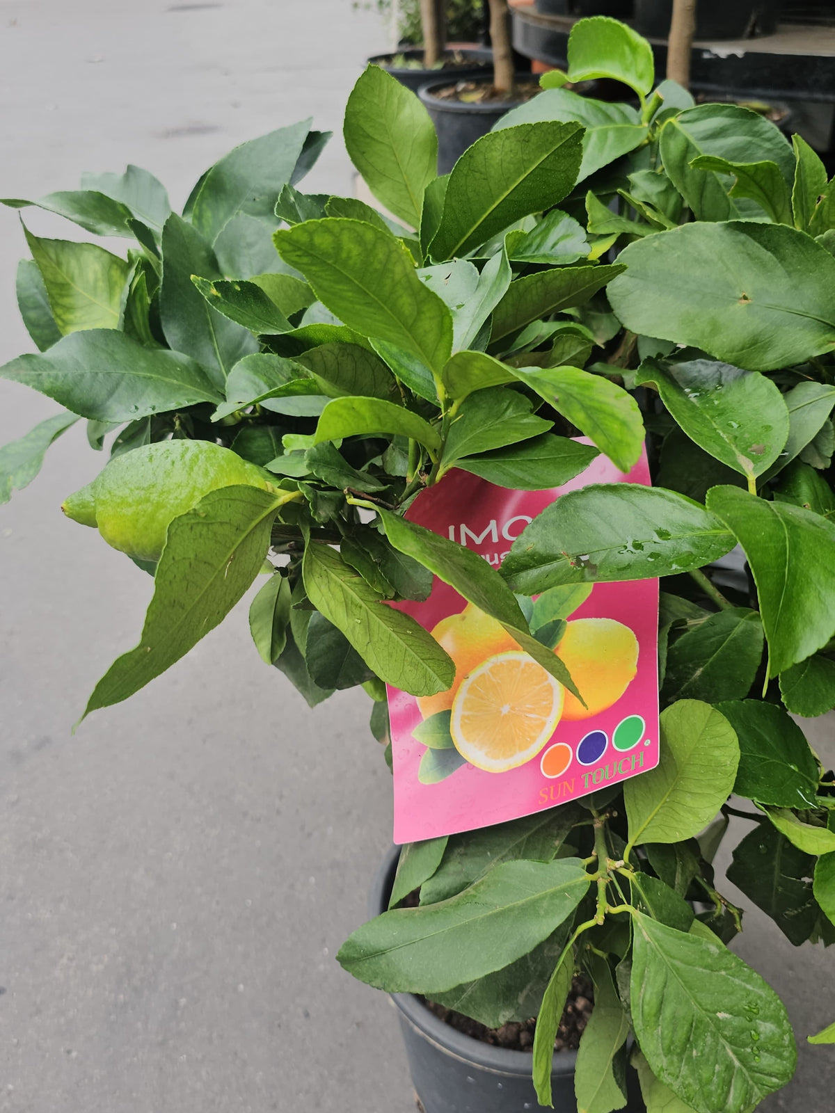 Citronnier en pot