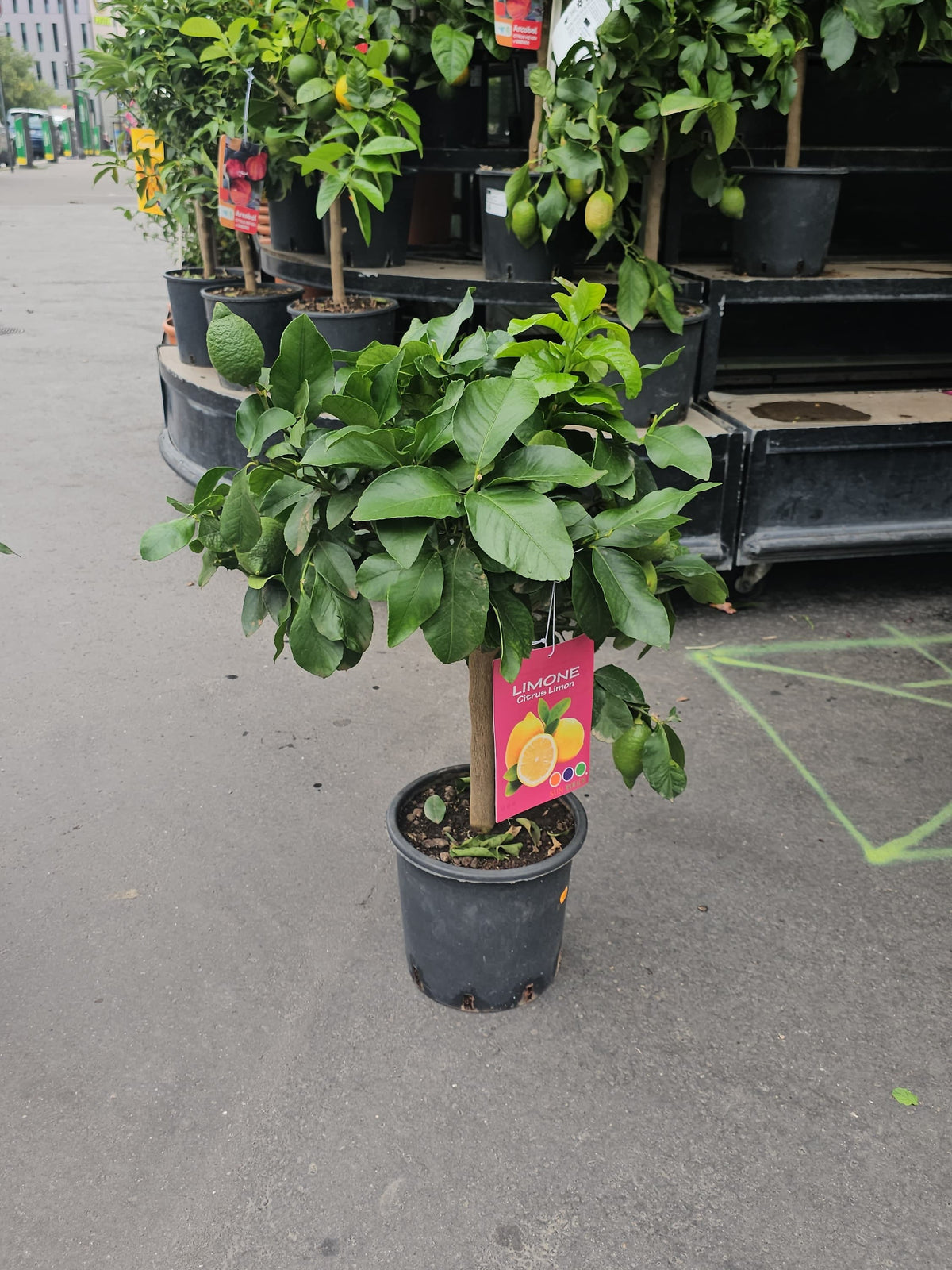 Citronnier en pot
