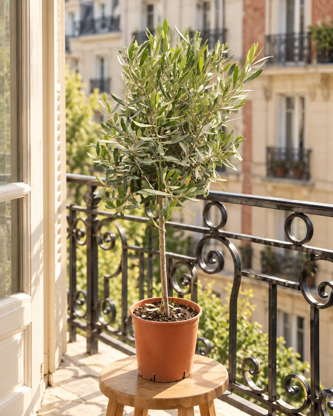Olivier en pot