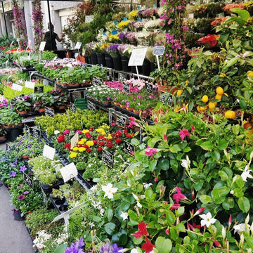 Panier de plantes de saison